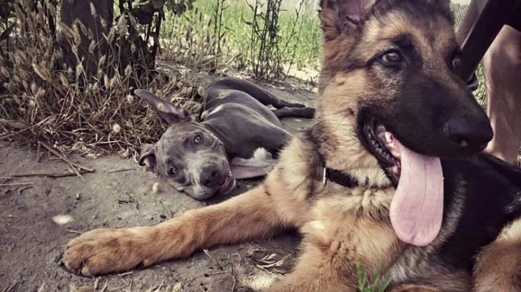 ds-kan-adiestramiento_1