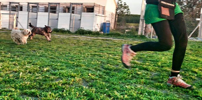 residencia-canina-ds-kan-granada_2